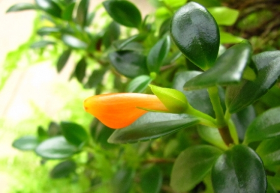 金鱼花的养殖办法及留意事项：喜高温、高湿，阴凉环境