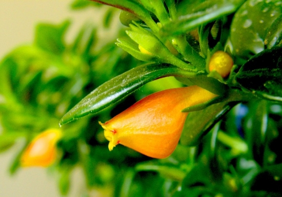 金鱼花开花少如何办：养护要做好