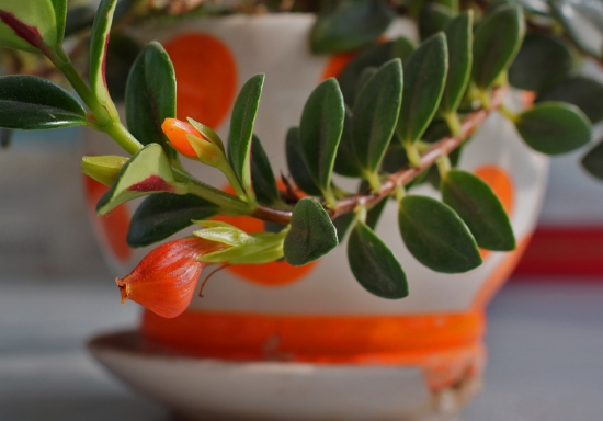 金鱼花茎蔓细长软弱如何办：及时修剪、放在明亮散光养护