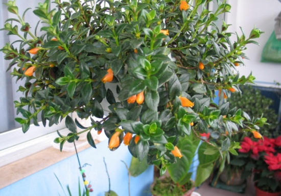 如何科学栽培吊盆金鱼花：金鱼花性喜高温、高湿环境