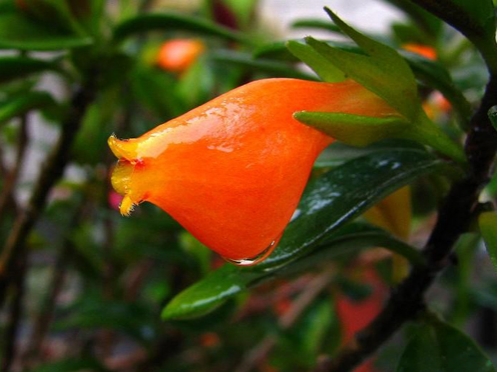 小叶金鱼花养护应留意些什么：光照、温度、修剪等