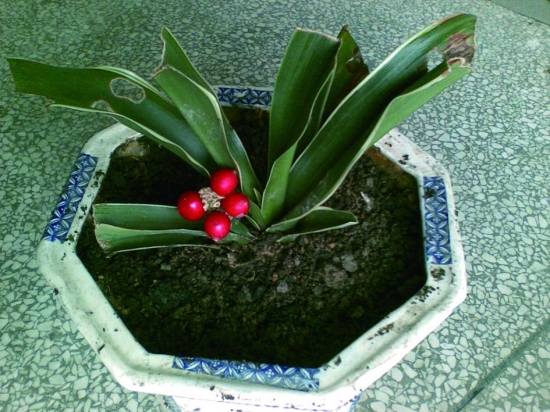 万年青 花叶万年青与万年青在栽培上有何不同