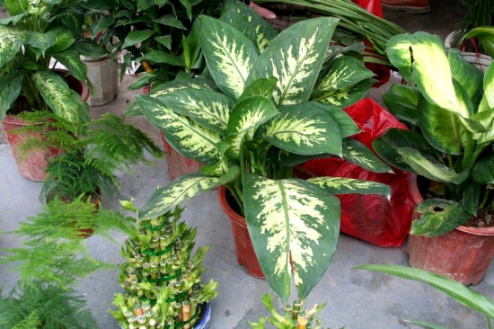 花叶万年青 花叶万年青与万年青在栽培上有何不同