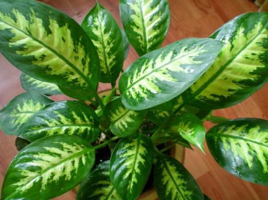 花叶万年青 栽培花叶万年青有哪些要点