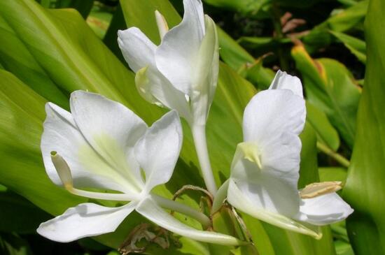 姜花如何种植盆栽，准备基肥直接栽种幼苗