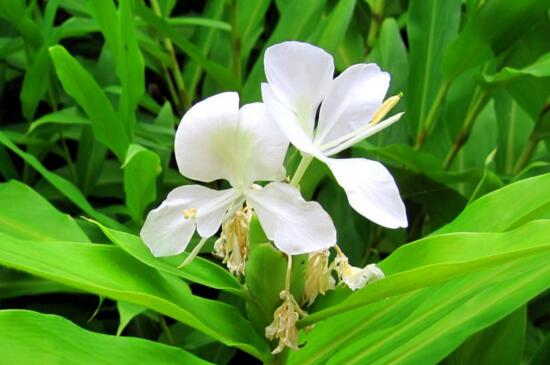 姜花如何种植盆栽，准备基肥直接栽种幼苗