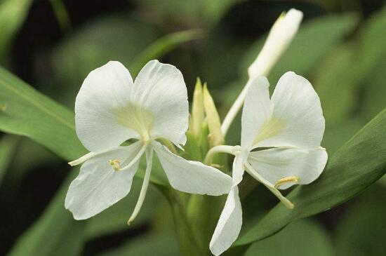 姜花如何种植盆栽，准备基肥直接栽种幼苗