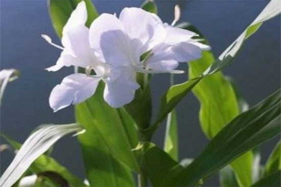 刚买的姜花杆如何养，茎干修剪遮阴养殖