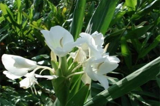 刚买的姜花杆如何养，茎干修剪遮阴养殖