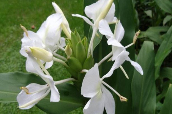 刚买的姜花杆如何养，茎干修剪遮阴养殖