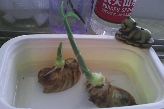 姜花如何水养，生根水浸泡高温环境养殖