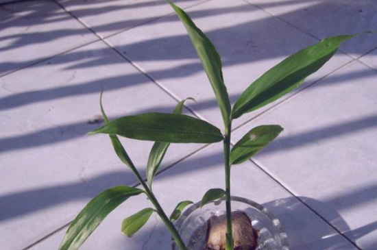 姜花如何水养，生根水浸泡高温环境养殖