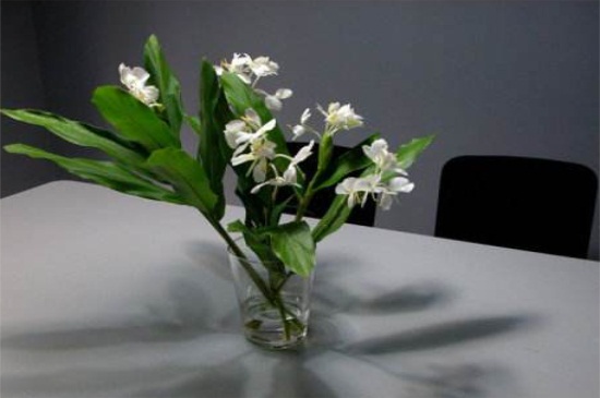 姜花如何水养，生根水浸泡高温环境养殖