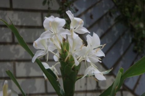 姜花如何水养，生根水浸泡高温环境养殖