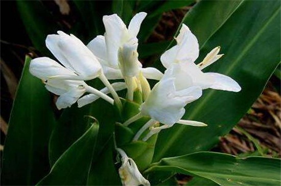 姜花如何养，提供25℃温暖环境和全日照养护