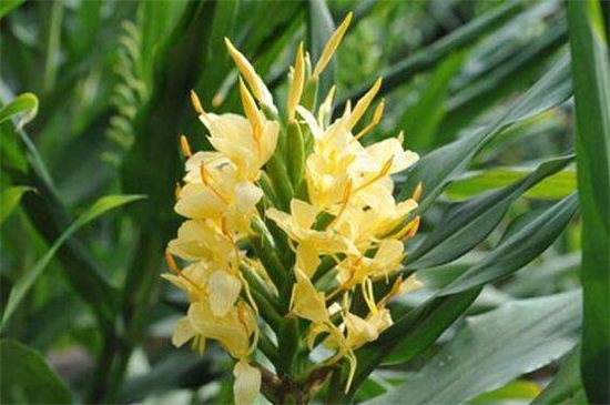 姜花如何养，提供25℃温暖环境和全日照养护