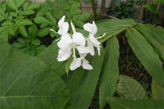 姜花如何养，提供25℃温暖环境和全日照养护