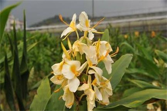 姜花如何养，提供25℃温暖环境和全日照养护