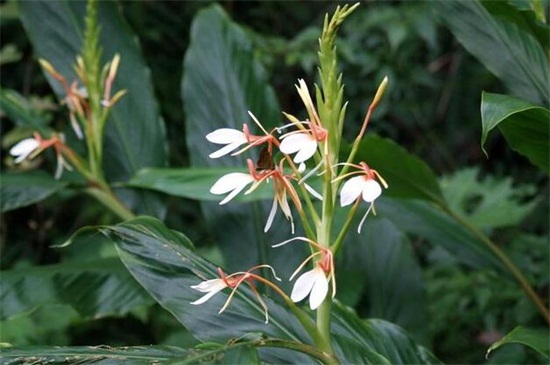 姜花如何养，提供25℃温暖环境和全日照养护