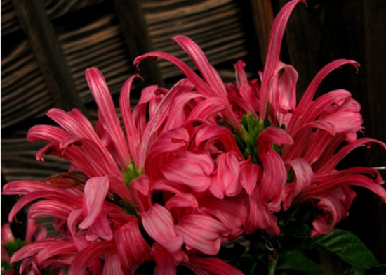 珊瑚花生长、开花衰退如何办