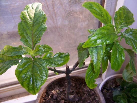 珊瑚花 盆栽 珊瑚花如何养:珊瑚花不耐寒