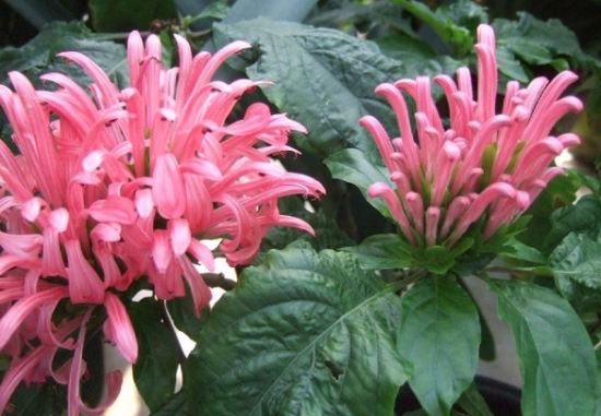 珊瑚花 培养珊瑚花有哪些要点