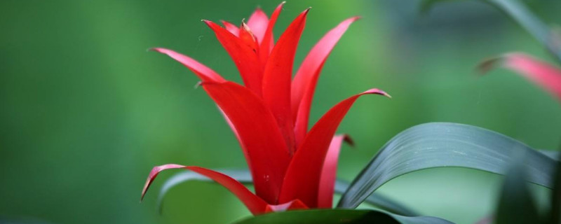 水塔花枯萎了如何办