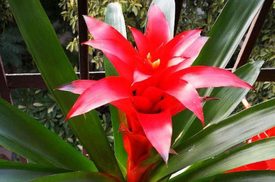 水塔花枯萎了如何办