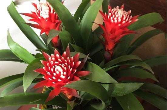 水塔花枯萎了如何办