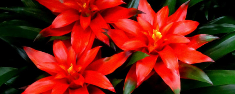 水塔花养殖办法和留意事项