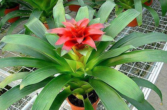 水塔花养殖办法和留意事项