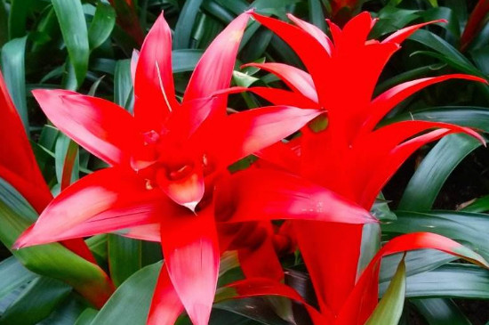 水塔花养殖办法和留意事项