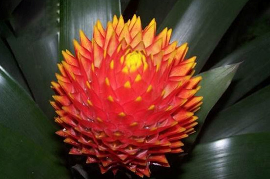 水塔花养殖办法和留意事项