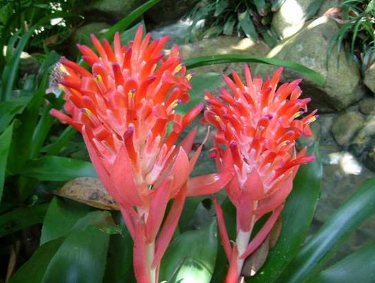 如何使水塔花叶翠花艳