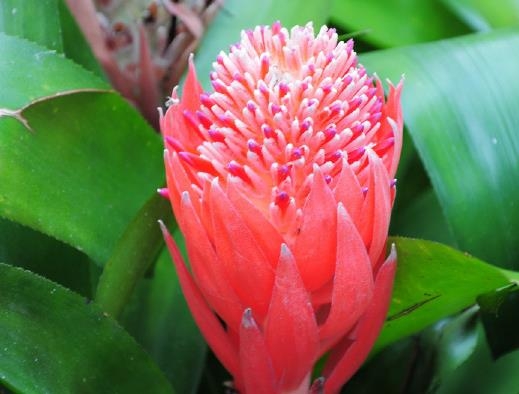 水塔花 如何科学培养水塔花