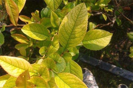 长春花黄叶子如何回事