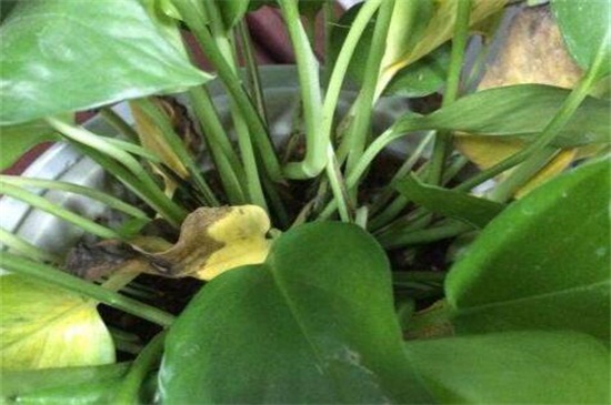长春花黄叶子如何回事