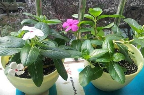 长春花如何过冬，做好五点使其安全越冬