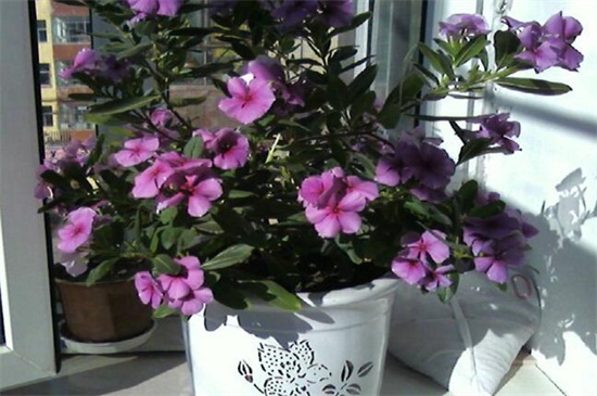 长春花如何过冬，做好五点使其安全越冬