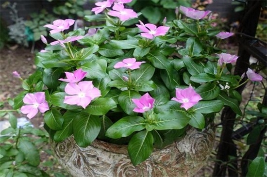 长春花如何过冬，做好五点使其安全越冬