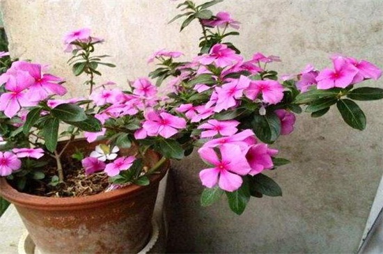 长春花如何过冬，做好五点使其安全越冬