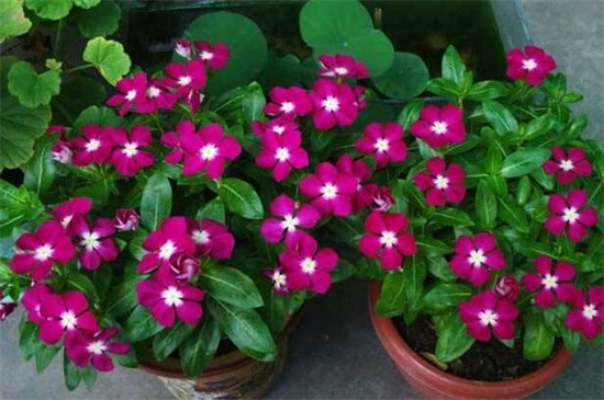 长春花如何过冬，做好五点使其安全越冬