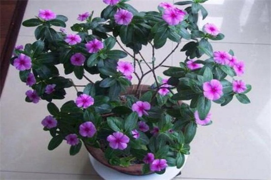 长春花如何移盆,春秋脱盆后实行移栽