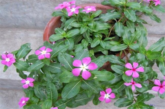 长春花如何移盆,春秋脱盆后实行移栽