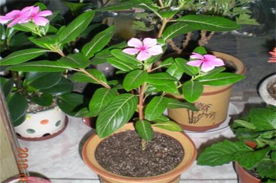 长春花如何移盆,春秋脱盆后实行移栽