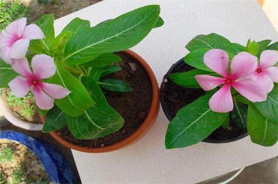 长春花如何移盆,春秋脱盆后实行移栽