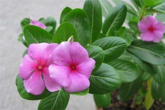 长春花冬季会死吗