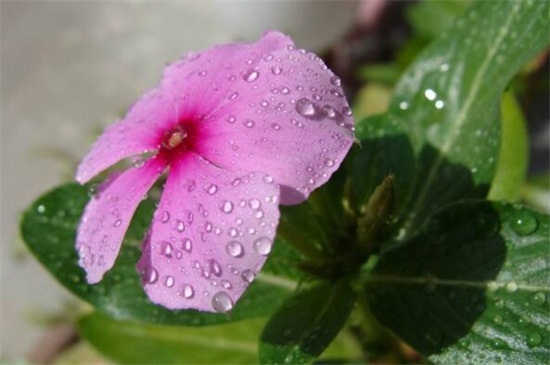 长春花冬季会死吗