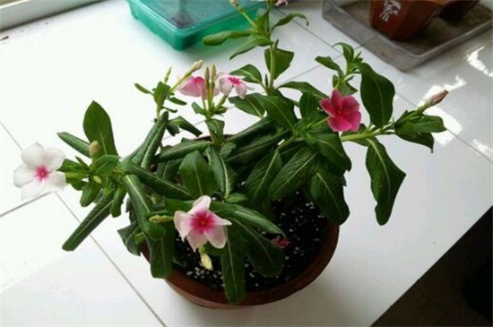 长春花叶子卷了如何办