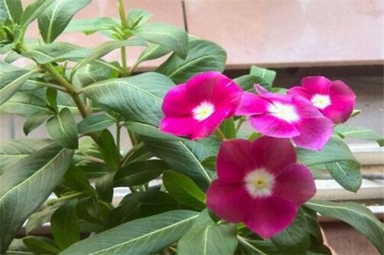 长春花叶子卷了如何办